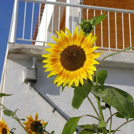 In 6483 * Podgora (Split-Dalmatia)